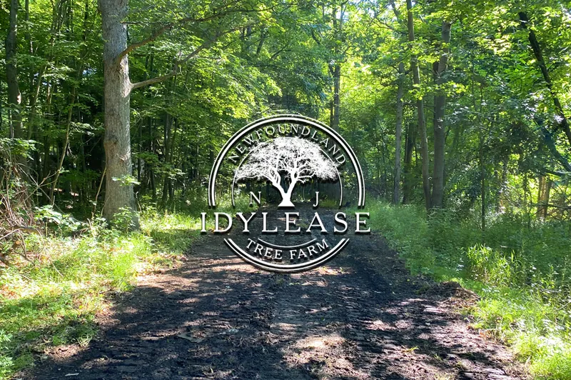 Woodland path through the Idylease Tree Farm