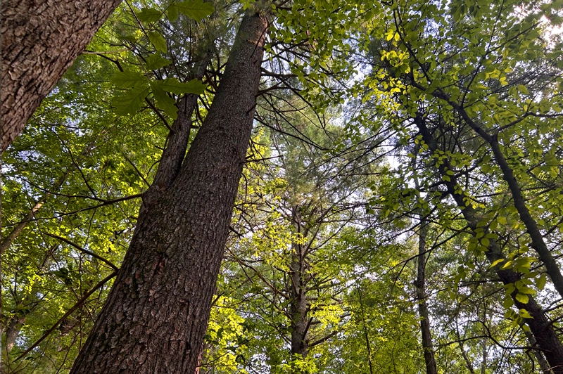 Forest stand improvement work at Idylease
