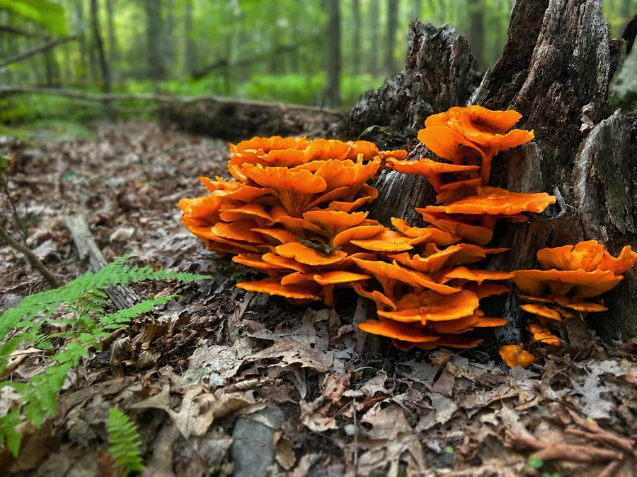 Fungi growing on decaying wood on the Idylease forest floor