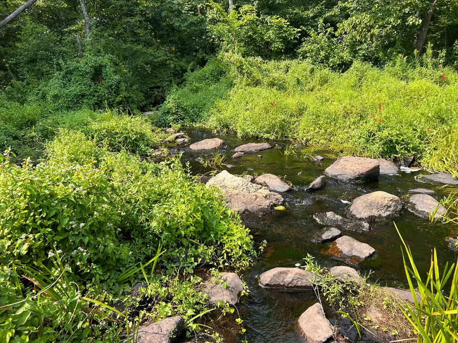 Close view of Kanouse Brook and its vegetated stream edge