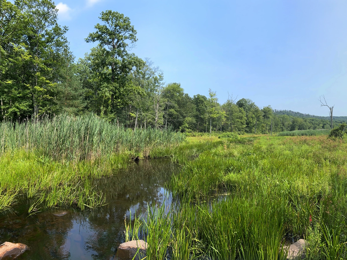 Kanouse Brook moving through wetland vegetation at Idylease