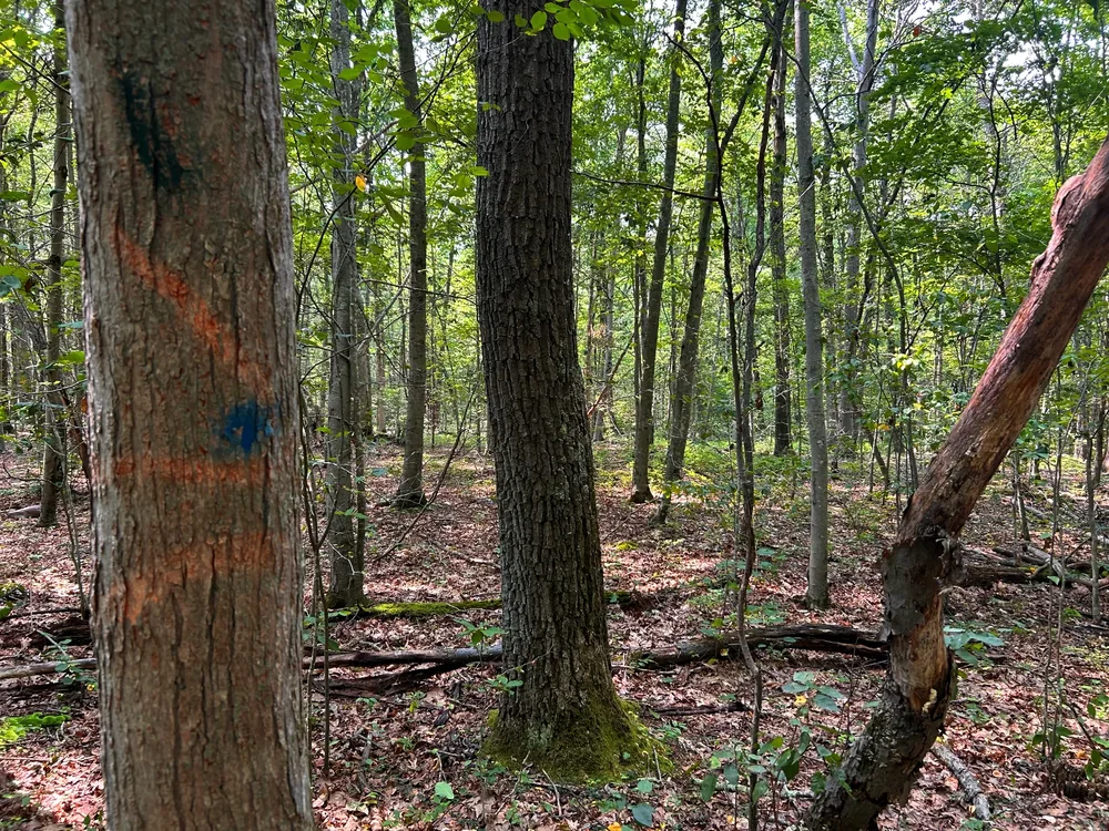 Trees marked during professional forest management work at Idylease