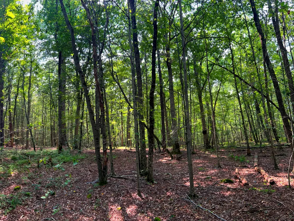 Natural regeneration and younger growth beneath the Idylease forest canopy