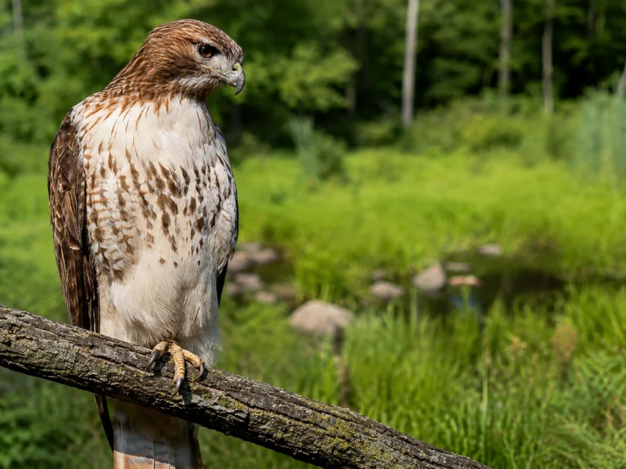 Red-tailed hawk perched above the Kanouse Brook wetland landscape
