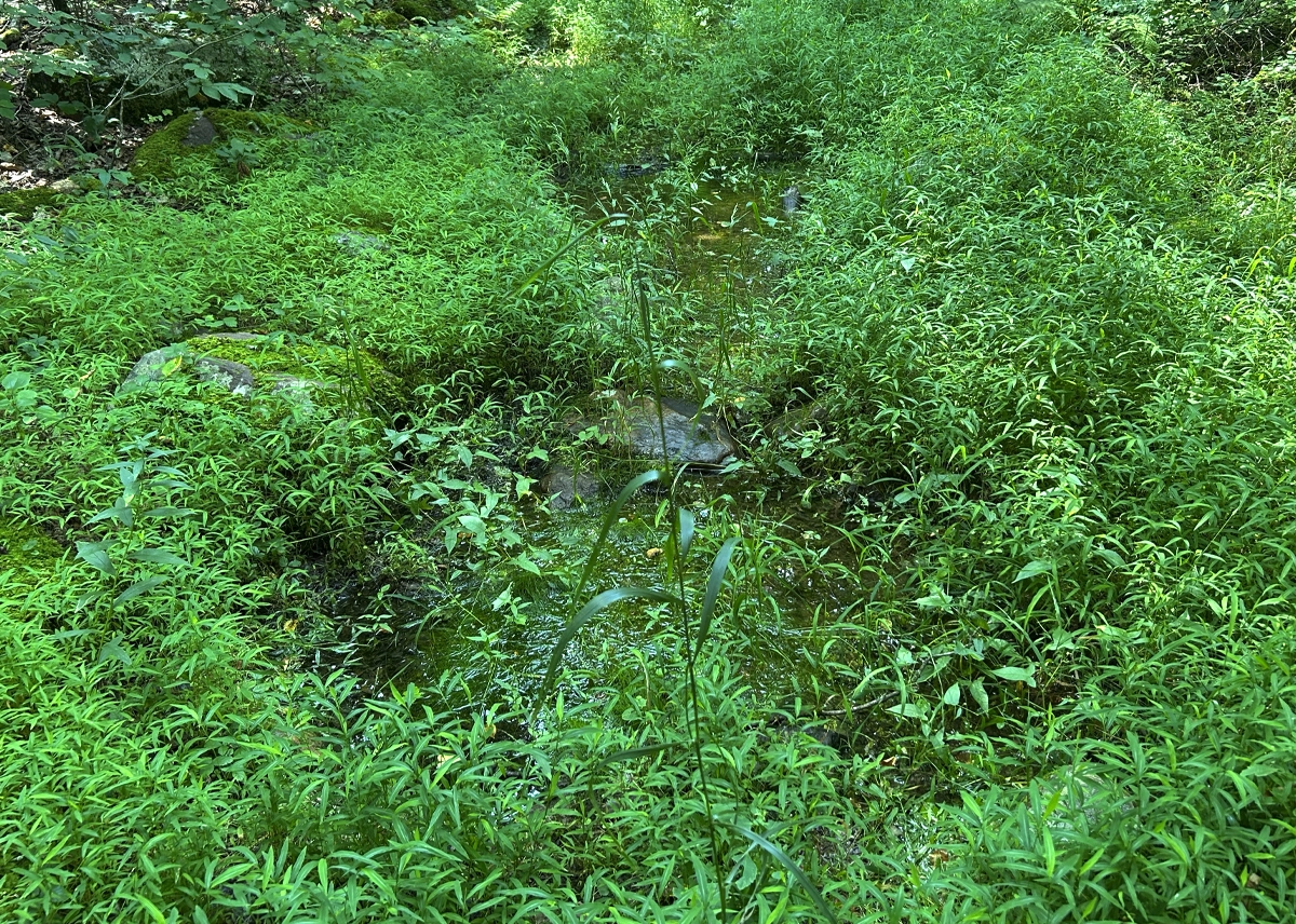 Riparian wetland vegetation and shallow water within the Idylease woodland