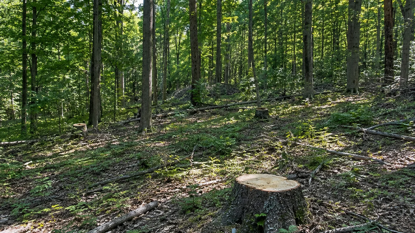 Selective thinning within a continuously forested stand at Idylease