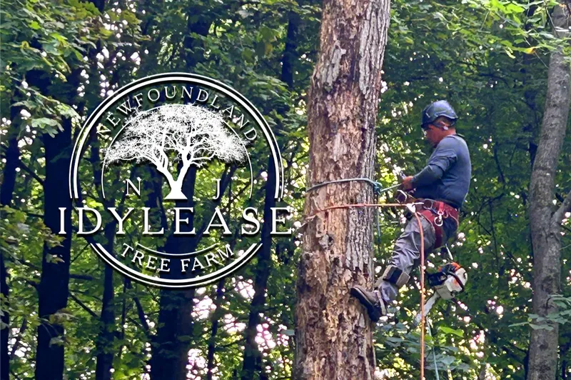 Tree climber working in the Idylease woodland