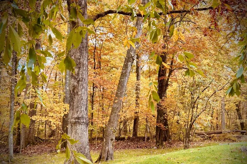 Woodland at Idylease in autumn